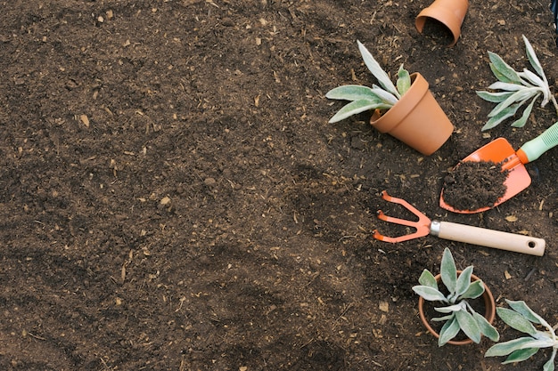 why did a trowel and gloves make my chicago garden explode?