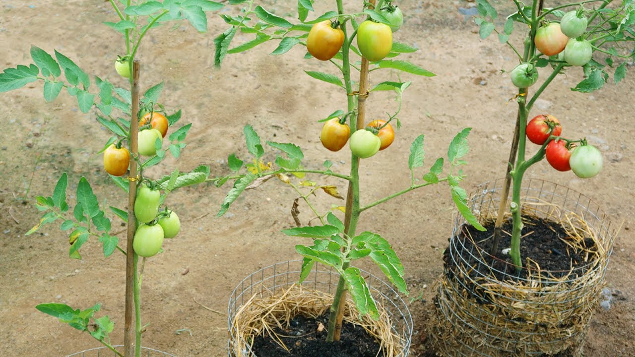 why did my tomato plant suddenly explode with fruit overnight?