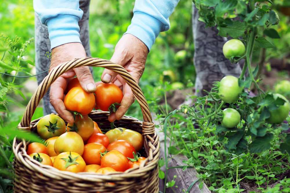 why did my tomatoes explode after i tried this wild watering trick?