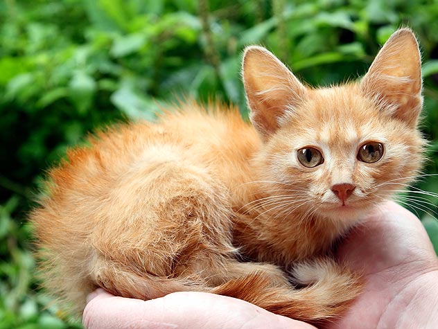 So You Found a Stray Kitten. Now What?