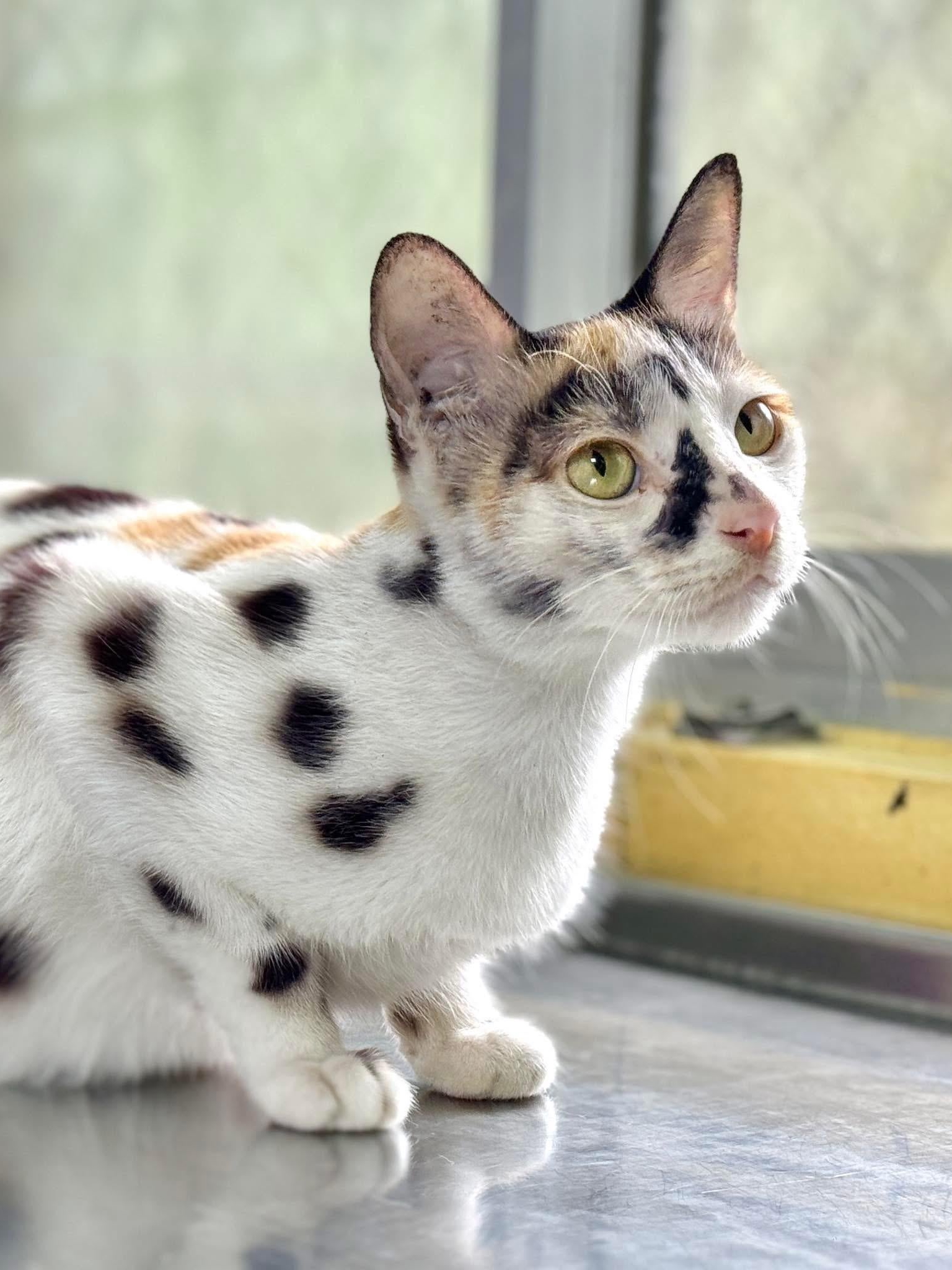 From Church Steps to Couch Queen: Meet Pixel
