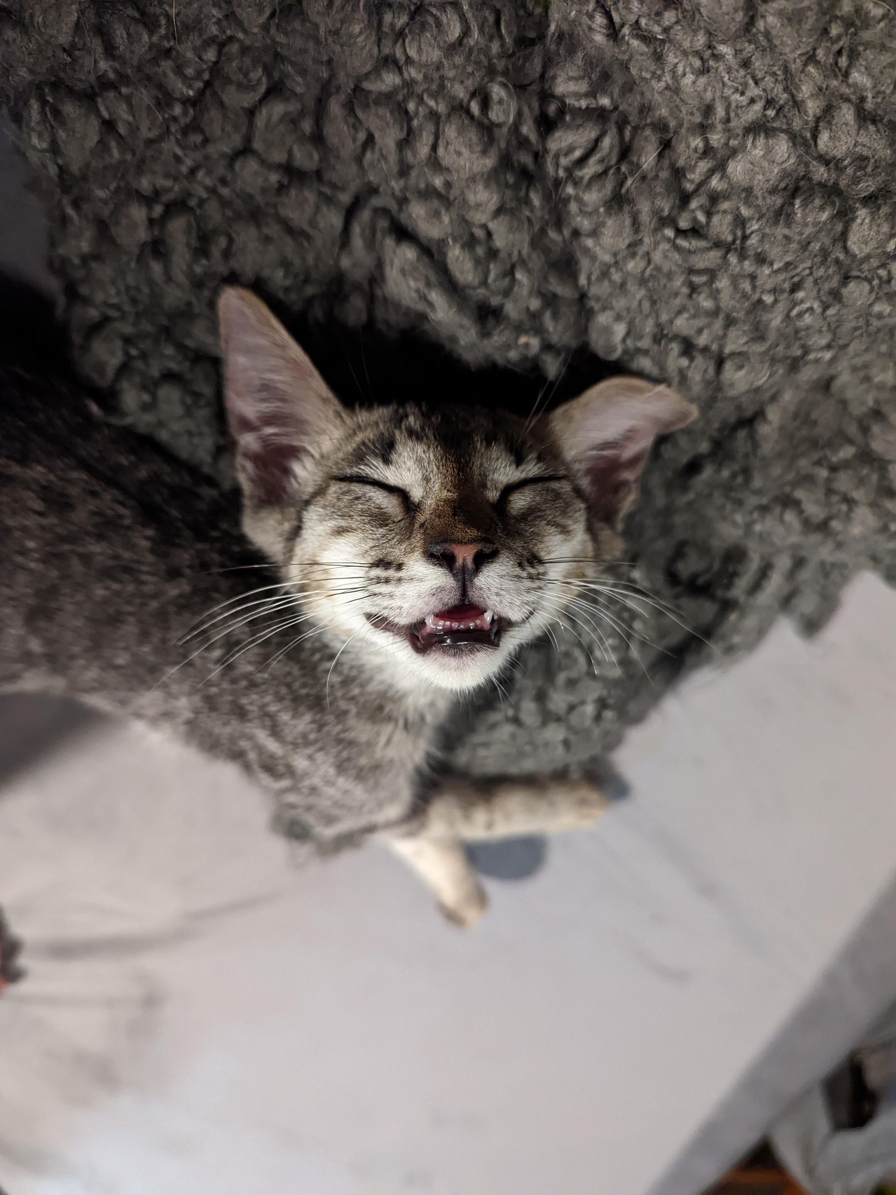 We Got Adopted by a Street Cat