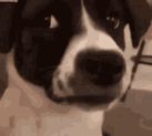 Is My Dog Secretly Judging Me?