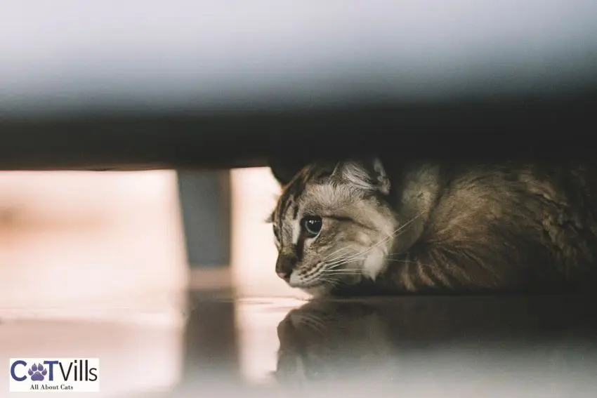My Cat Saw the Vacuum and Now We’re Both Scarred