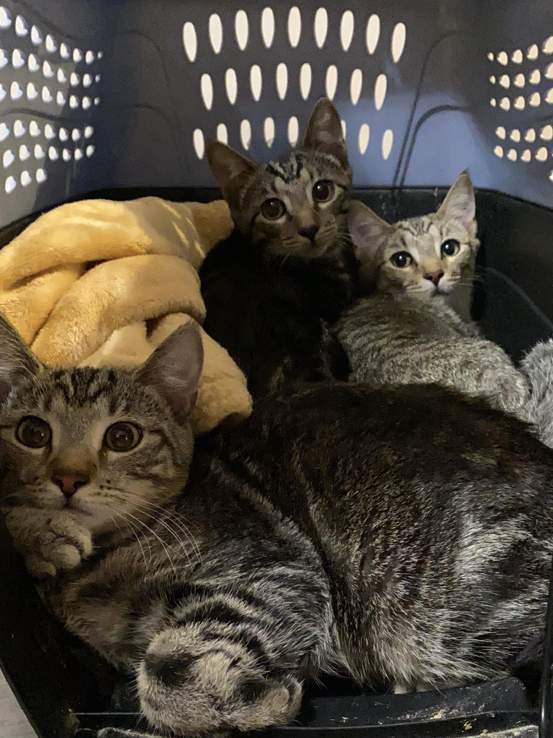 Accidentally Adopted a Cat Trio—Help!