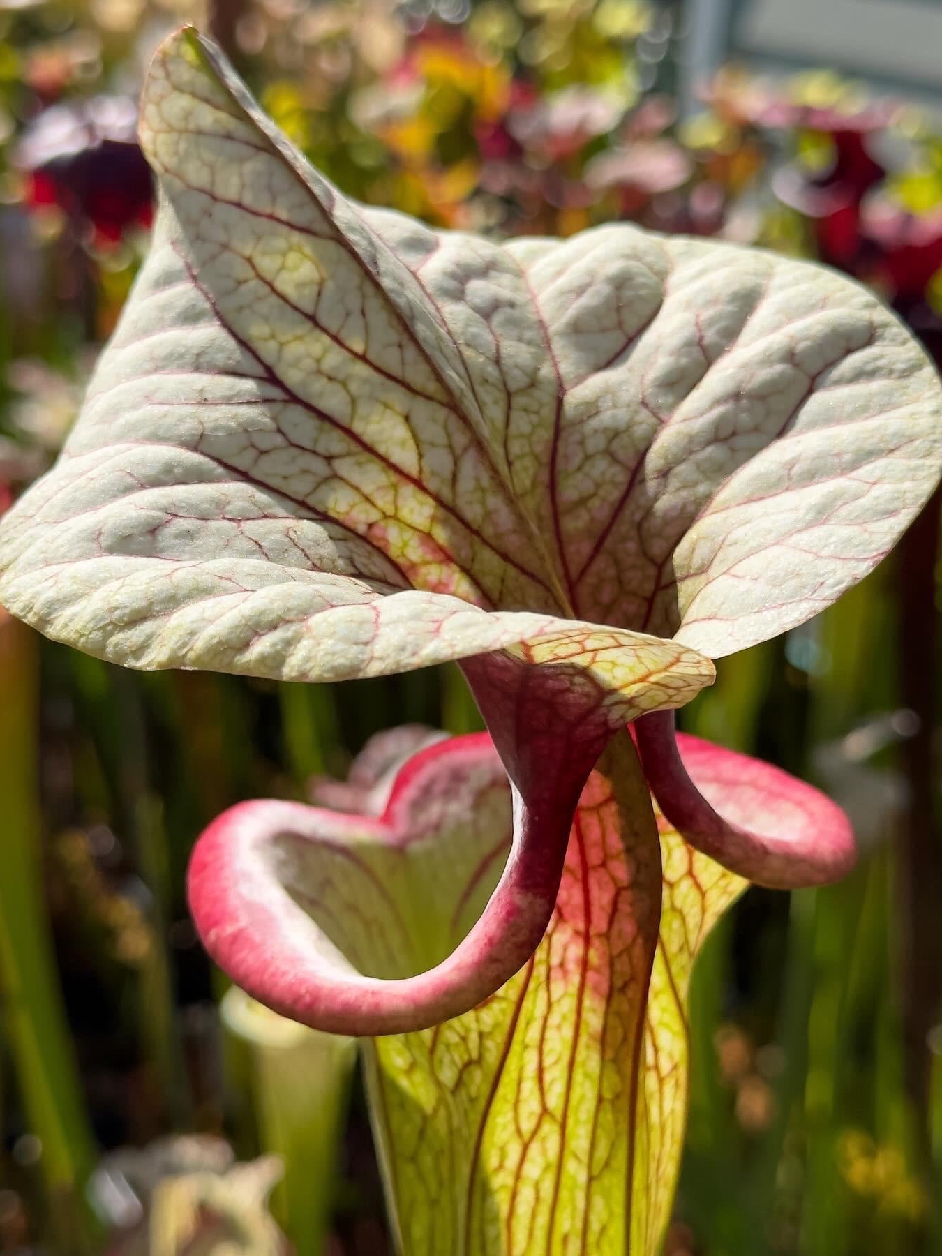 growing carnivorous plants: a family tradition meets modern trends