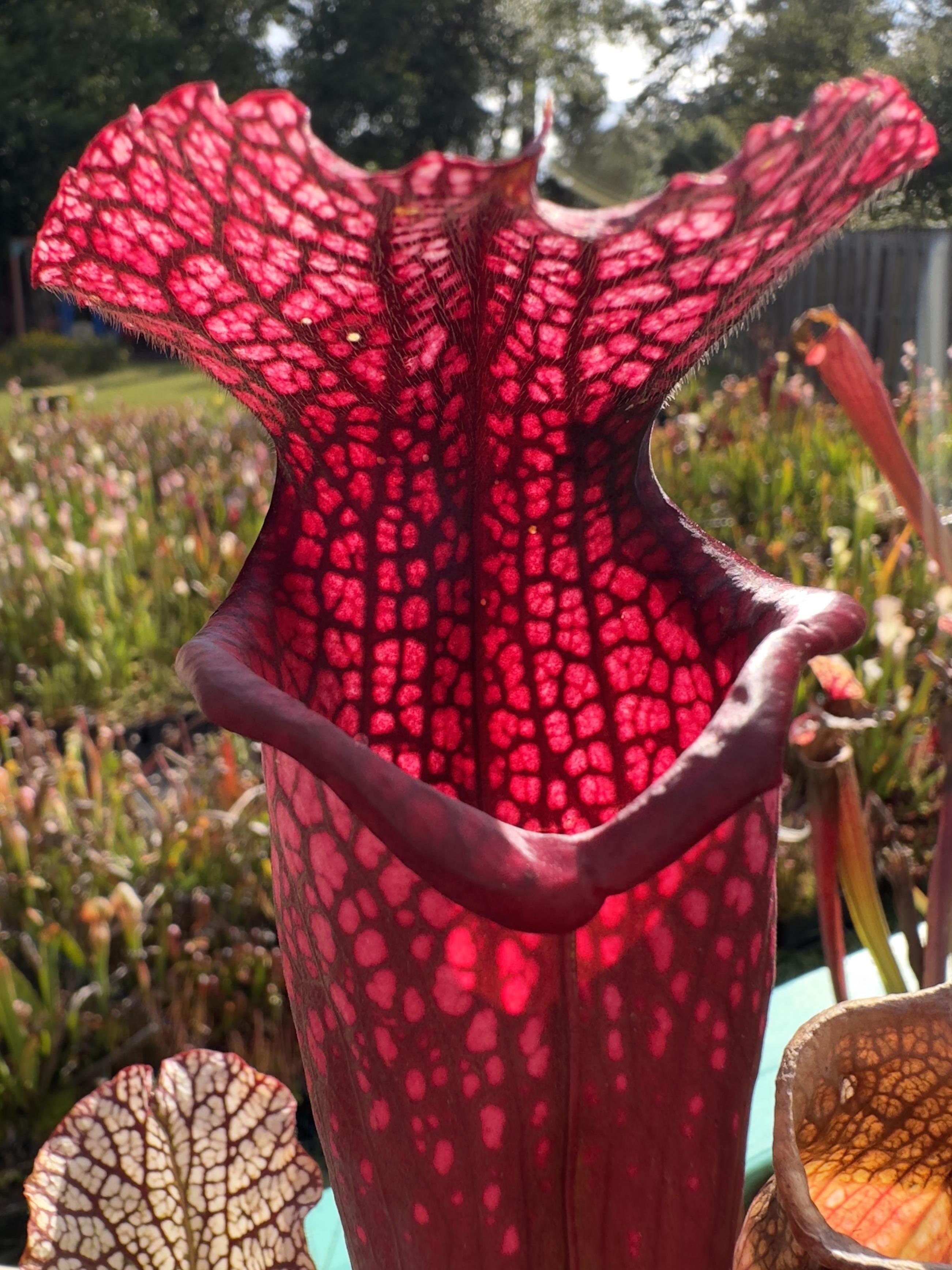 growing carnivorous plants: a family tradition meets modern trends