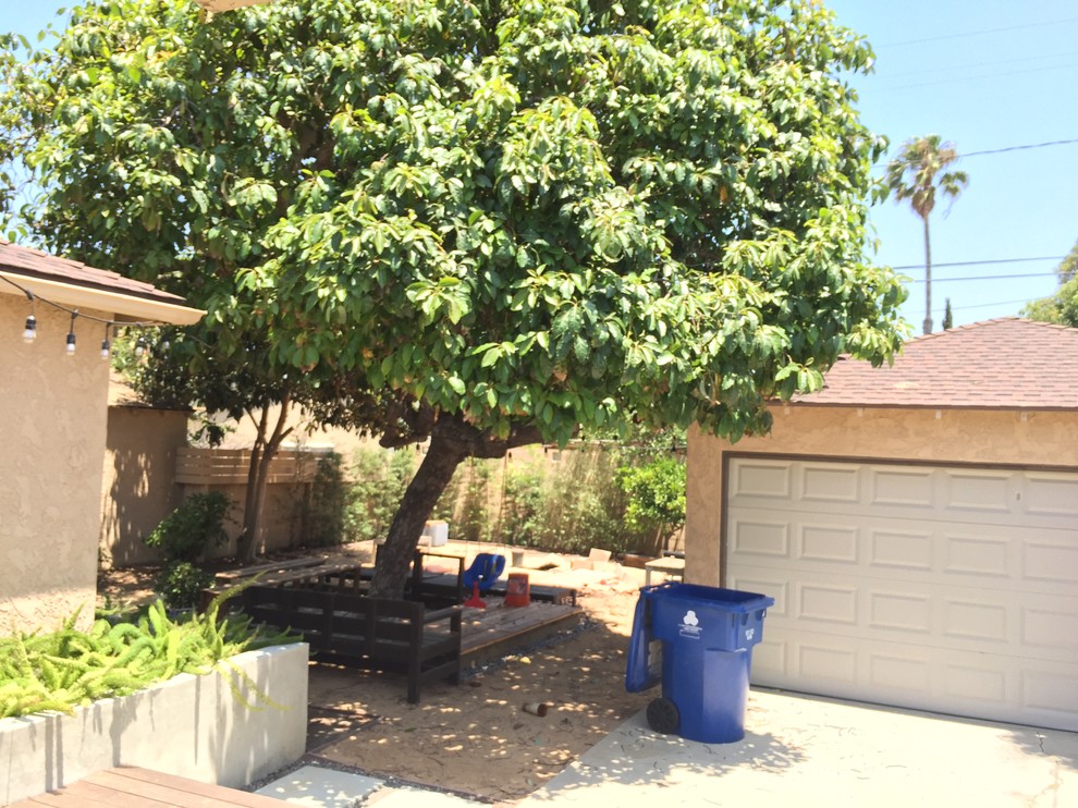 giant avocados: old trees, new debates in our backyards