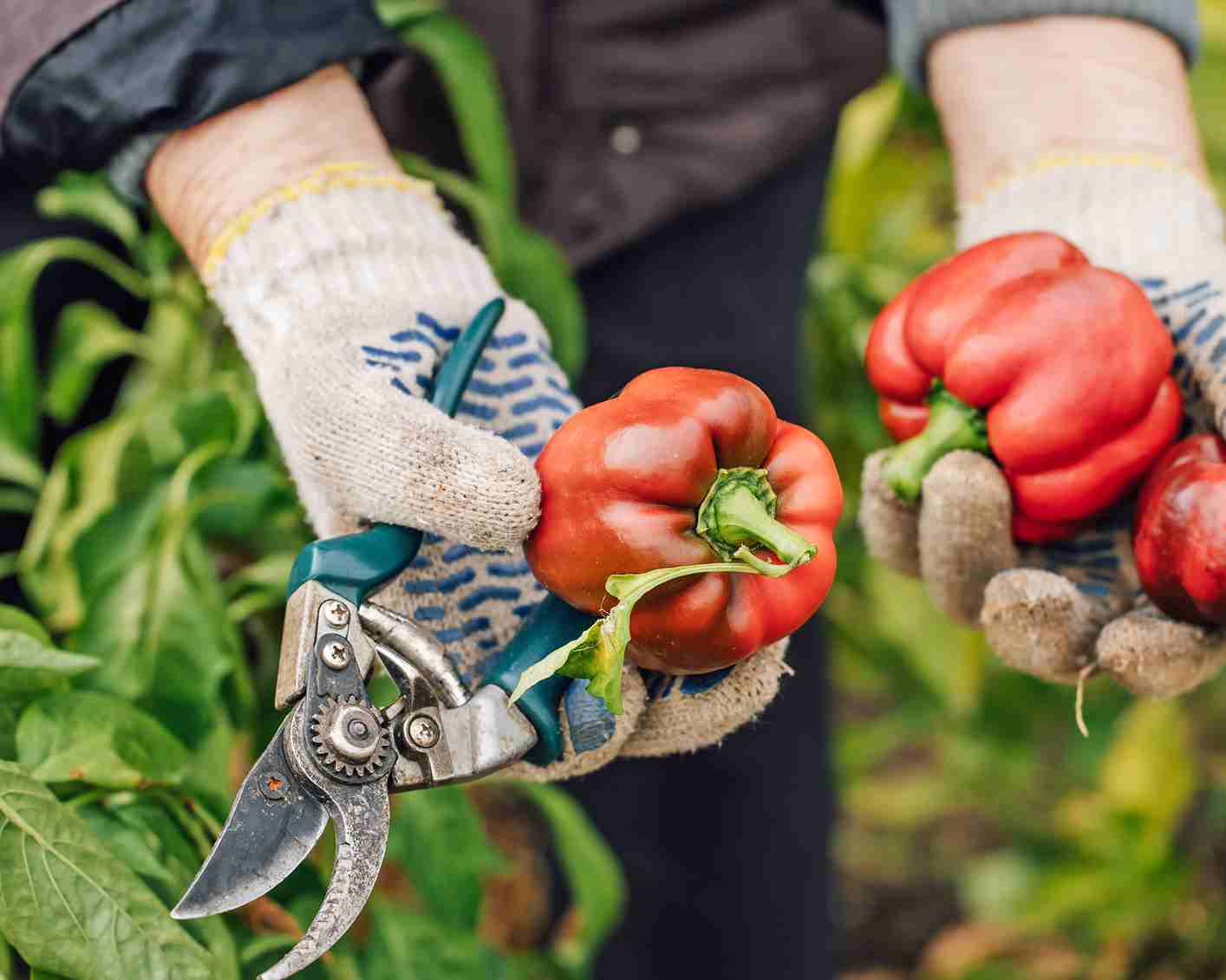 first habanero harvest: tradition meets new garden trends