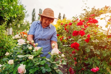 my grandma’s roses: old wisdom vs. new trends in our gardens