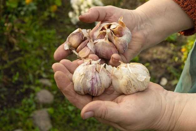 garlic harvest: old wisdom meets new garden ways