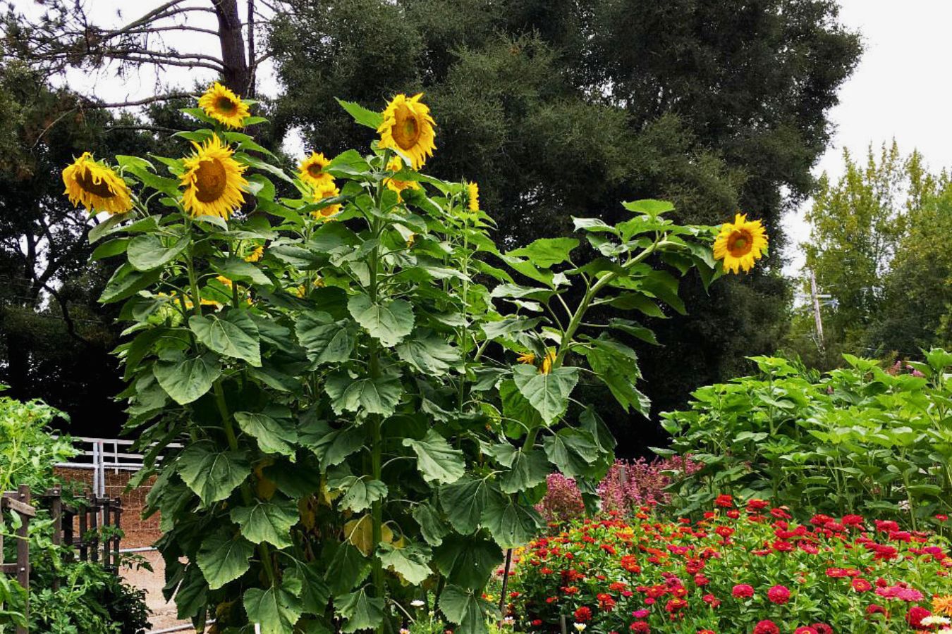 giant sunflowers: old memories vs. new garden dreams