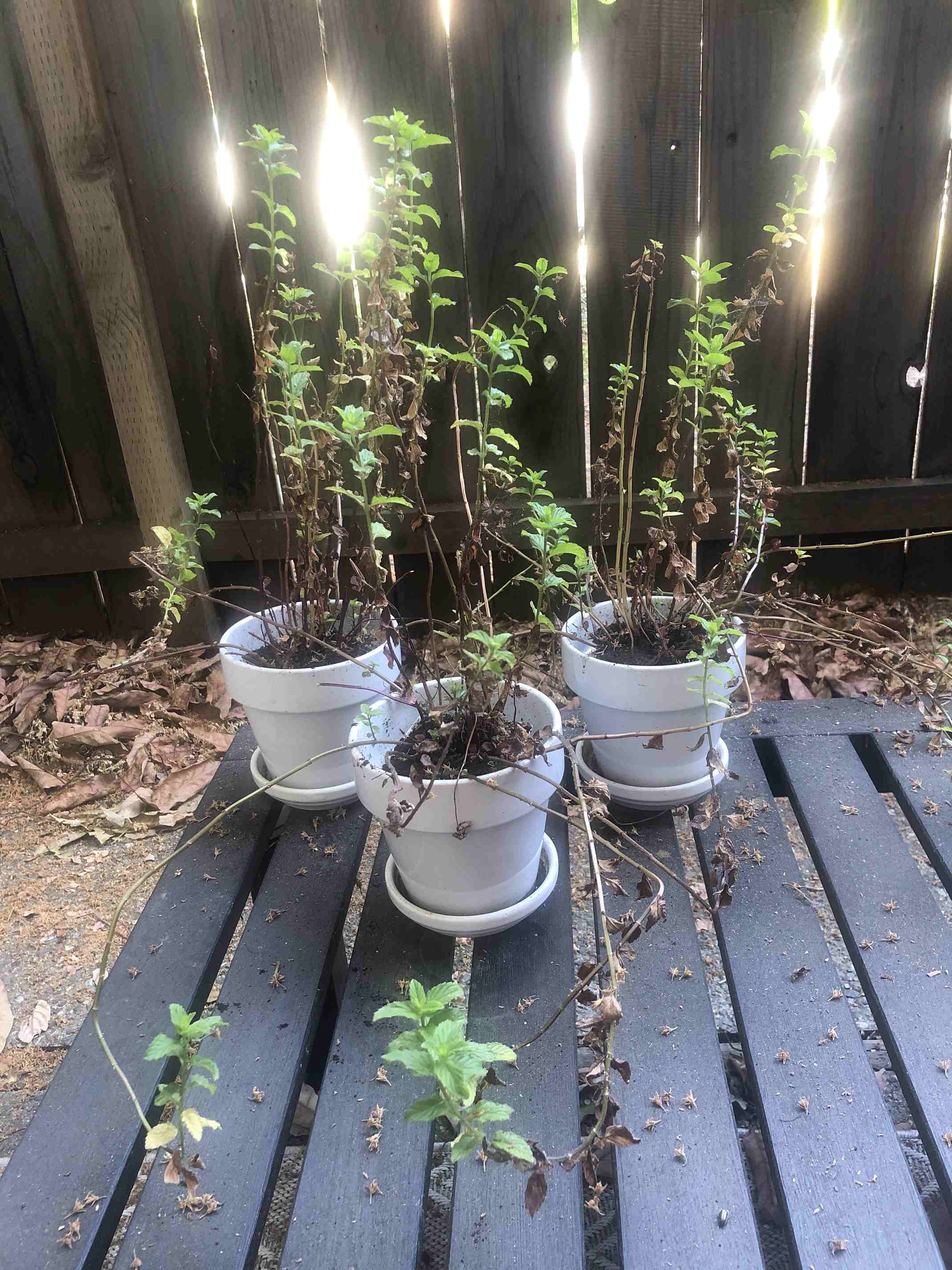 mint wars: old habits meet new garden dreams