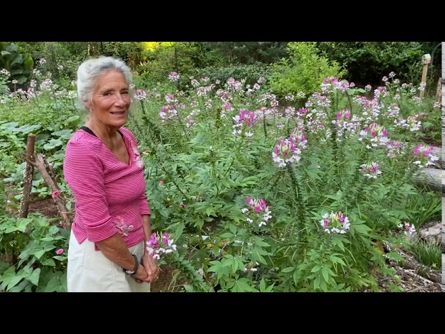 when cleome blooms spark neighborly drama in our town