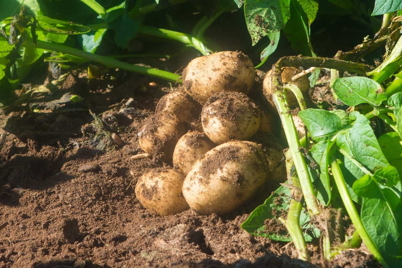 digging up my first backyard potato: old ways vs. new trends