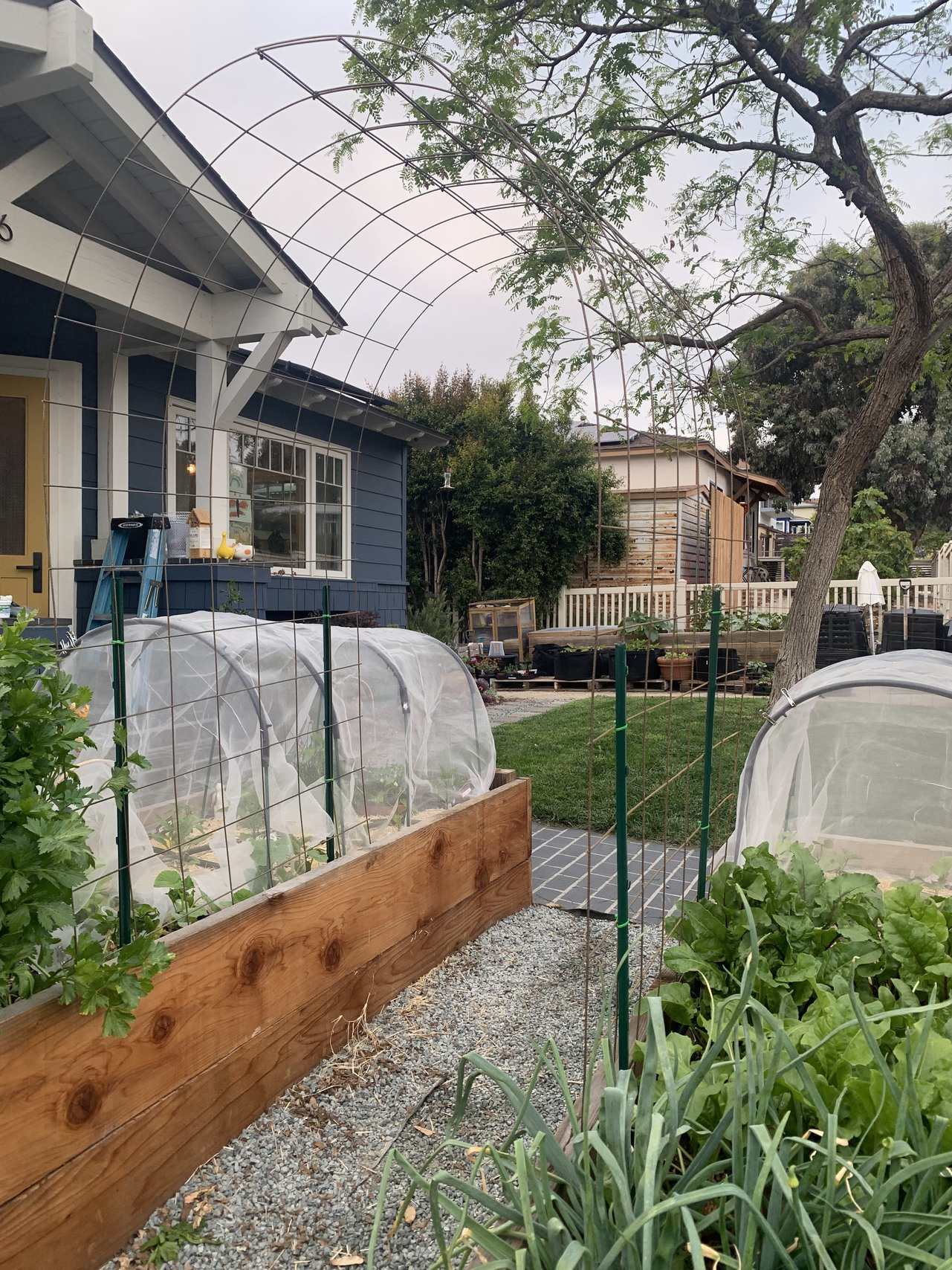 veggie gardens or manicured lawns: who decides in our neighborhoods?