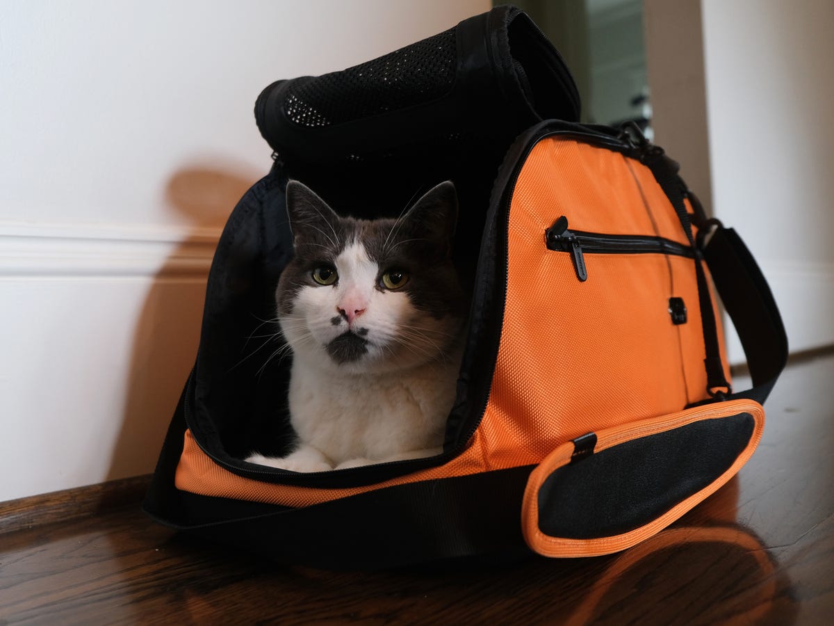 flying cross-country with a cat: airline tips and tsa worries