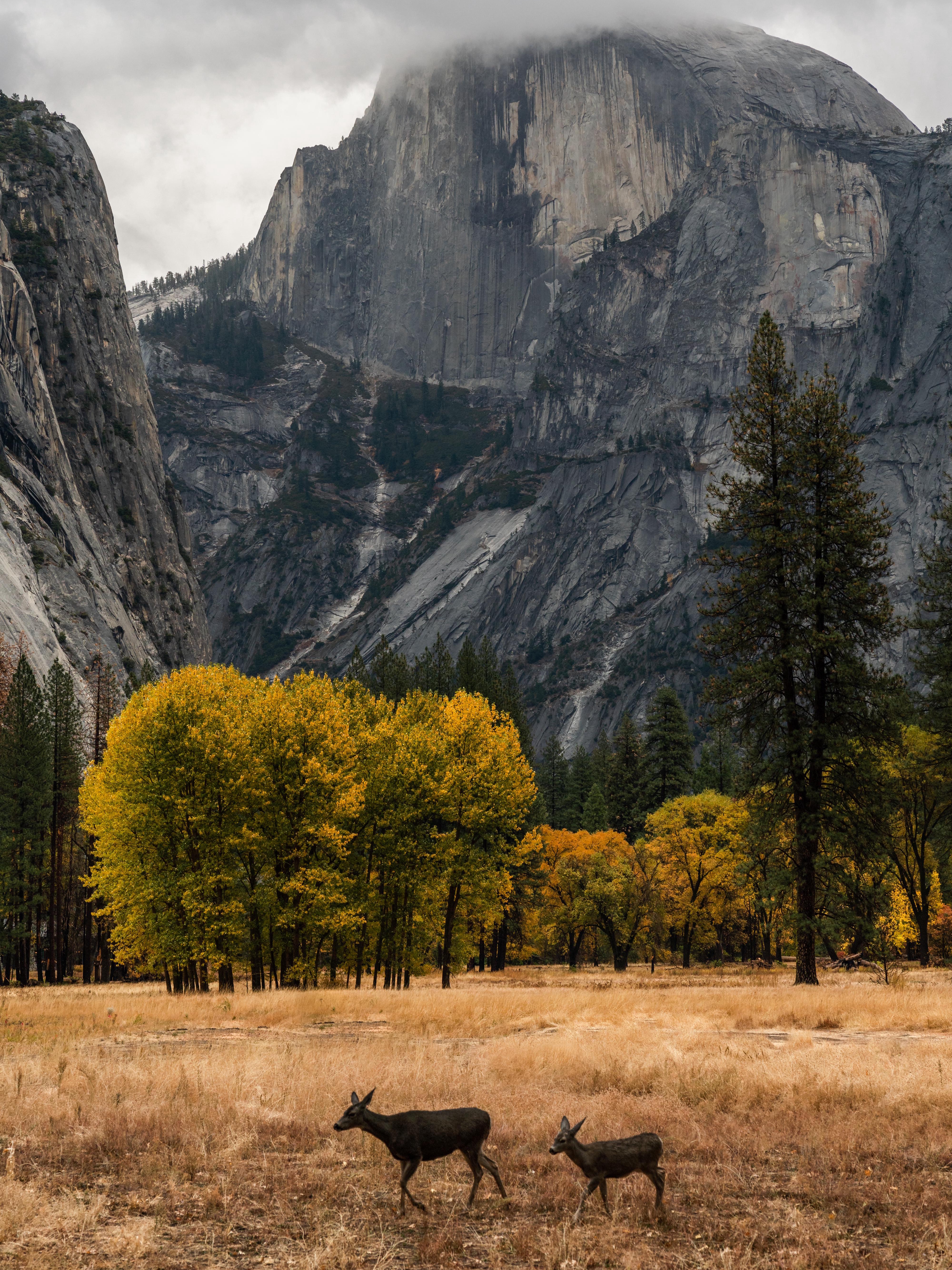 doe and fawn stroll in yosemite: a bittersweet moment