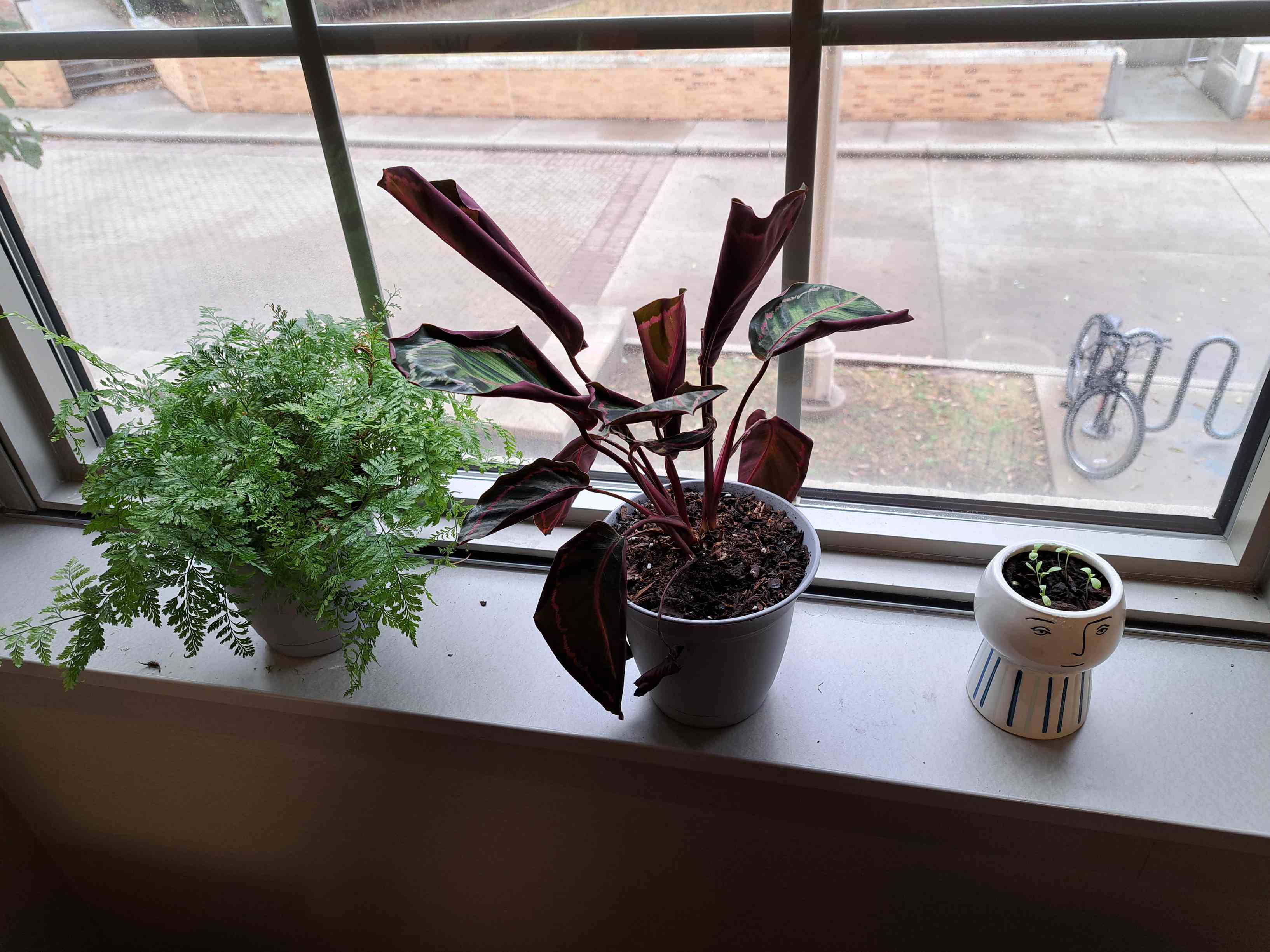 why did i risk everything for this wild-looking calathea plant?