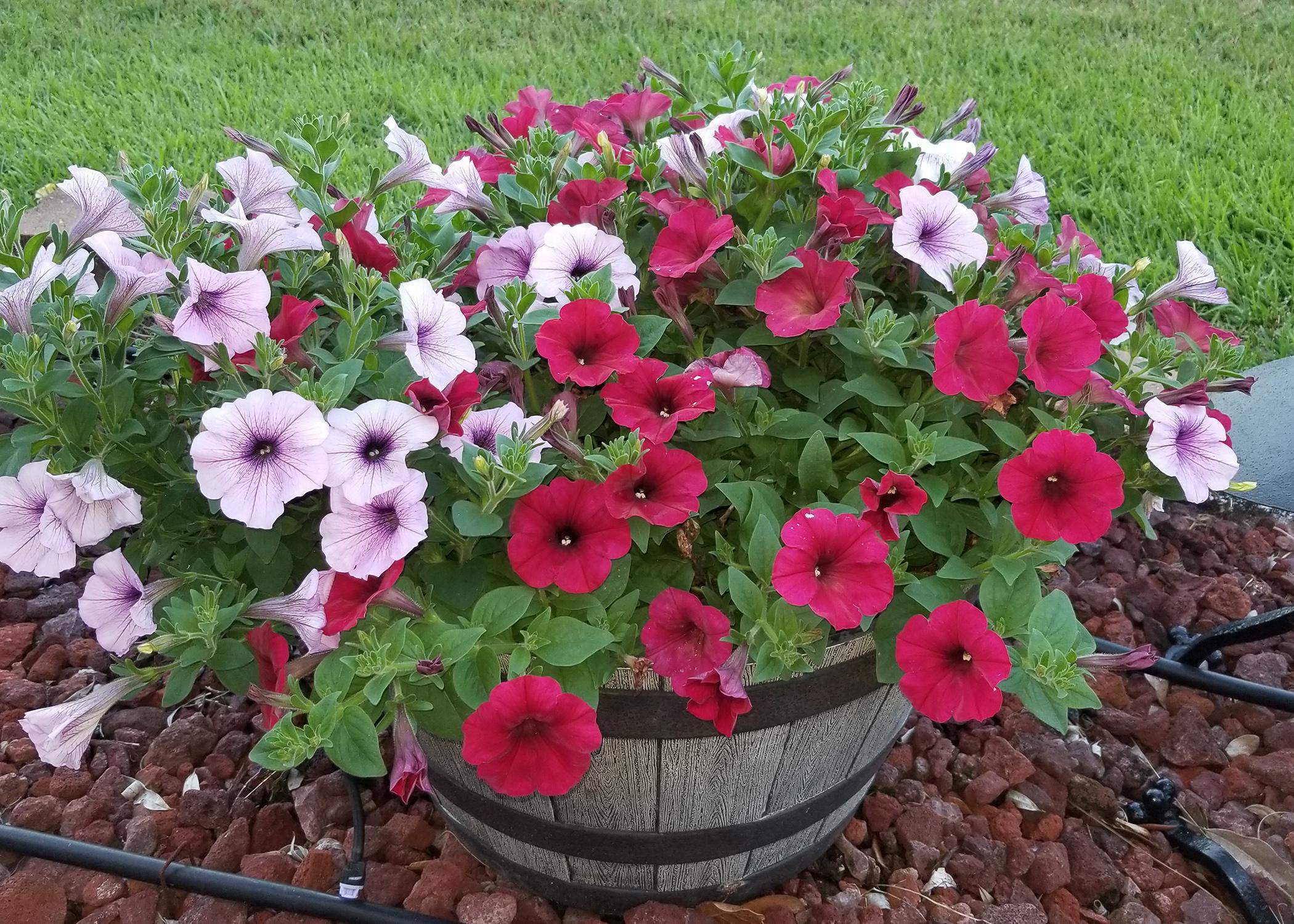 why did i sneak petunias into my yard like a secret agent?