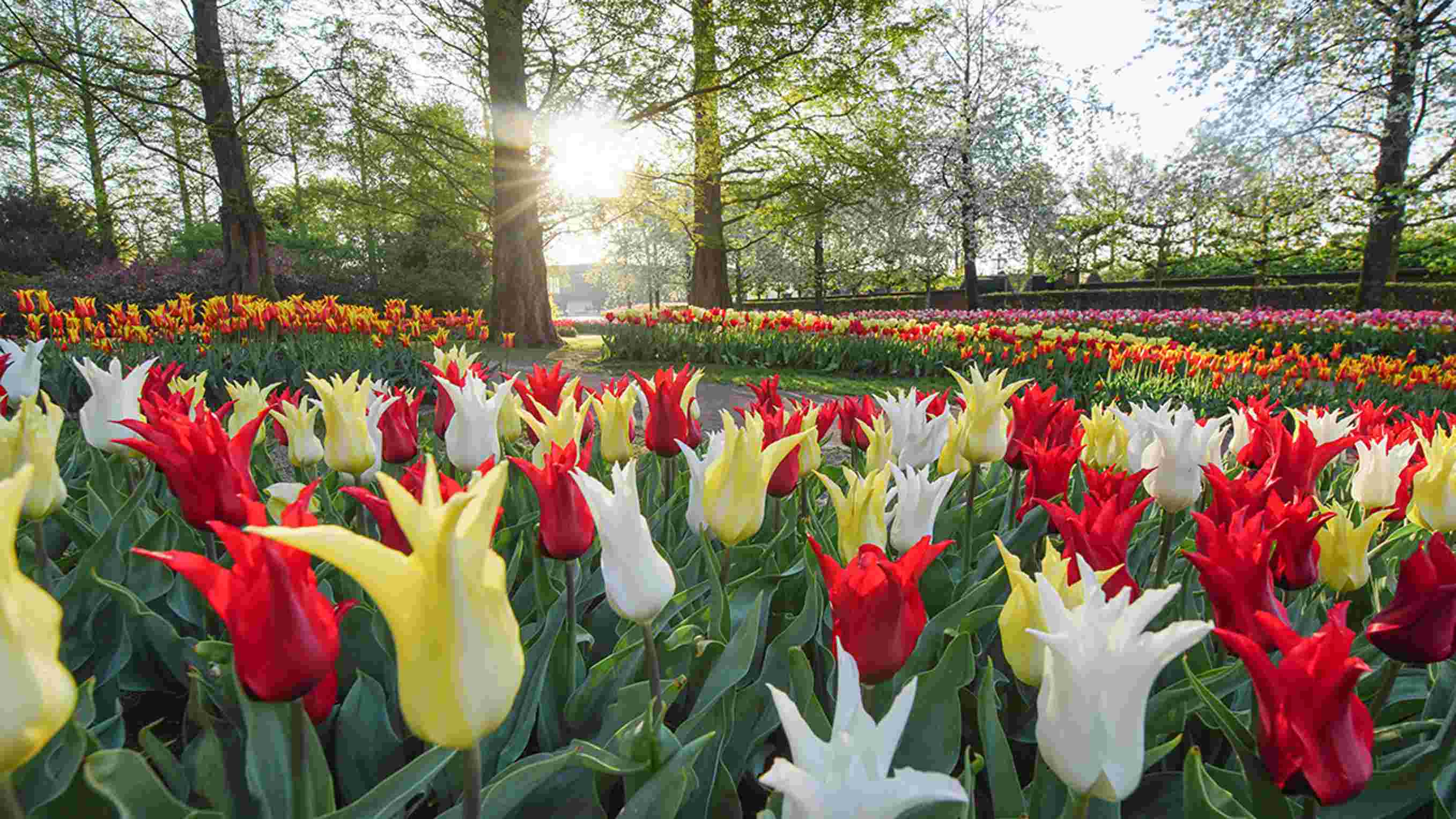 how did my yard turn into a tulip jungle overnight?