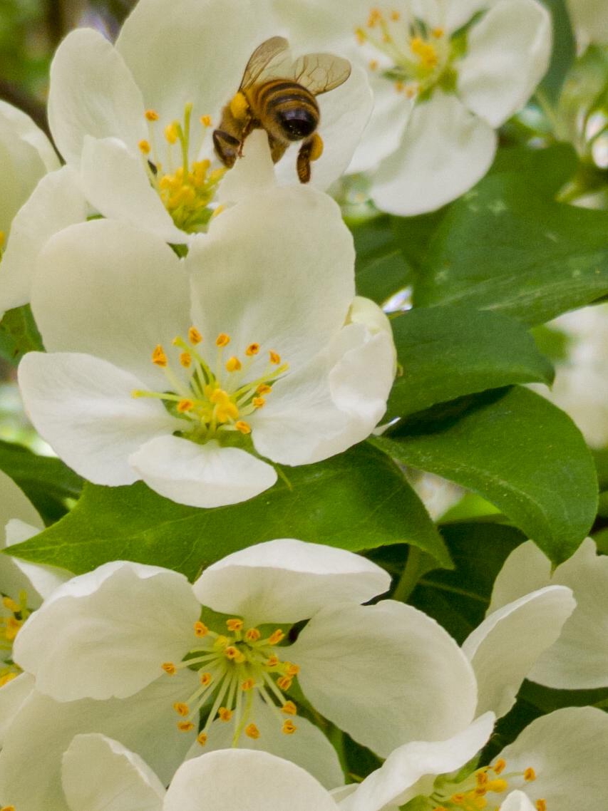 why do bees throw a wild party on my crab apple tree every spring?