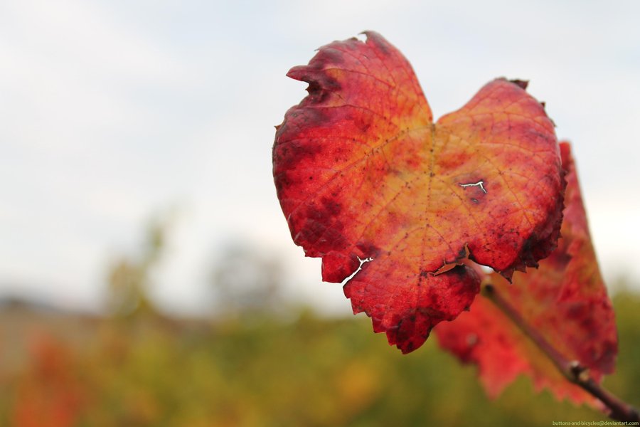 Letting Go of Unhealthy Attachments: My Journey to Self-Healing