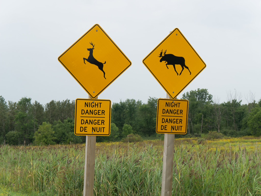 Why Deer Crossing Signs Still Make My Heart Race