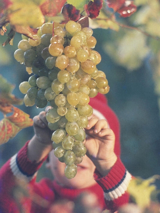 Fruits to Skip Before Bed? Shocking List!