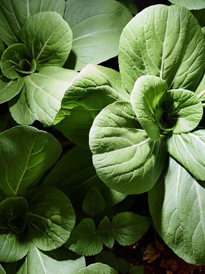 7 Veggies You Can Grow on Your Balcony