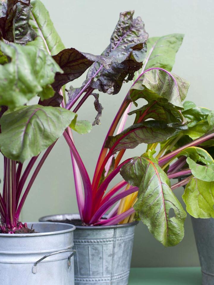 7 Veggies You Can Grow on Your Balcony