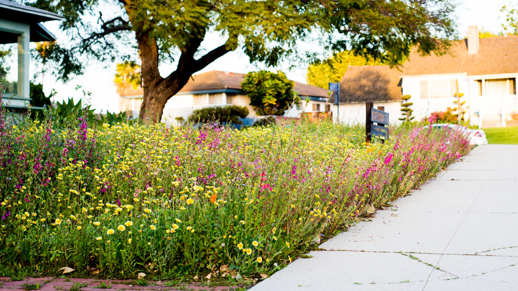 wildflower meadows: old wisdom or new trend in our backyards?