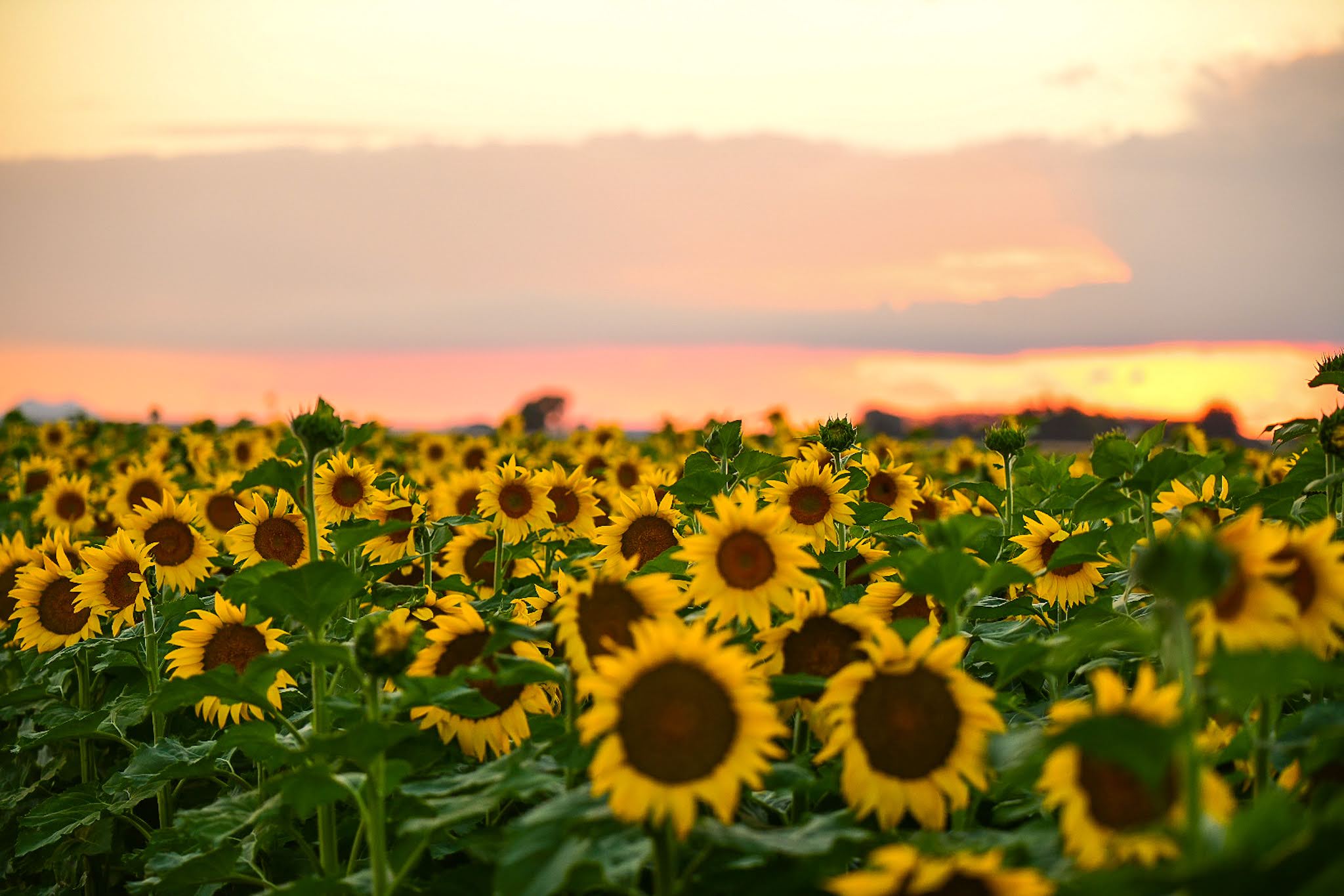 idaho sunflowers: old roots, new blooms, and neighborhood debates