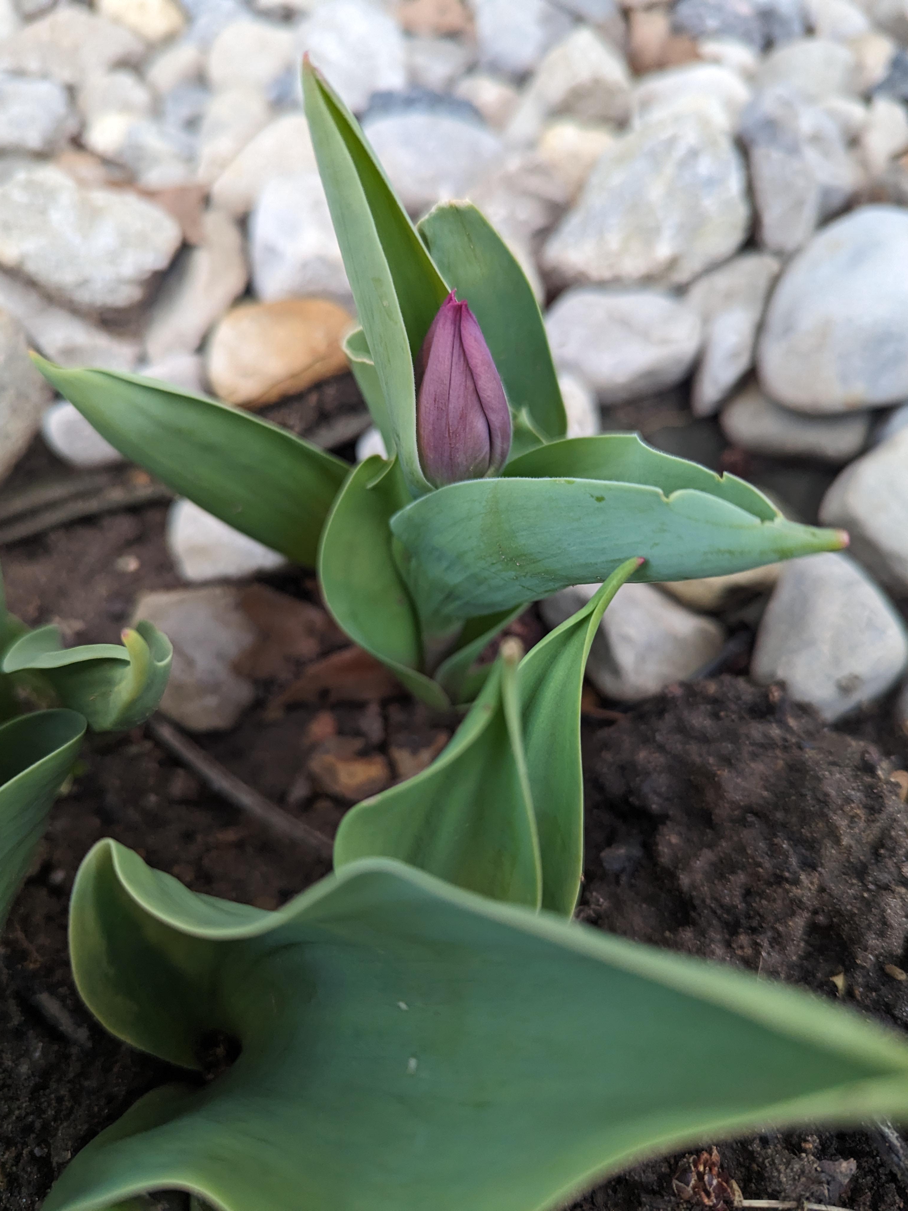 when spring blooms spark old memories and new debates
