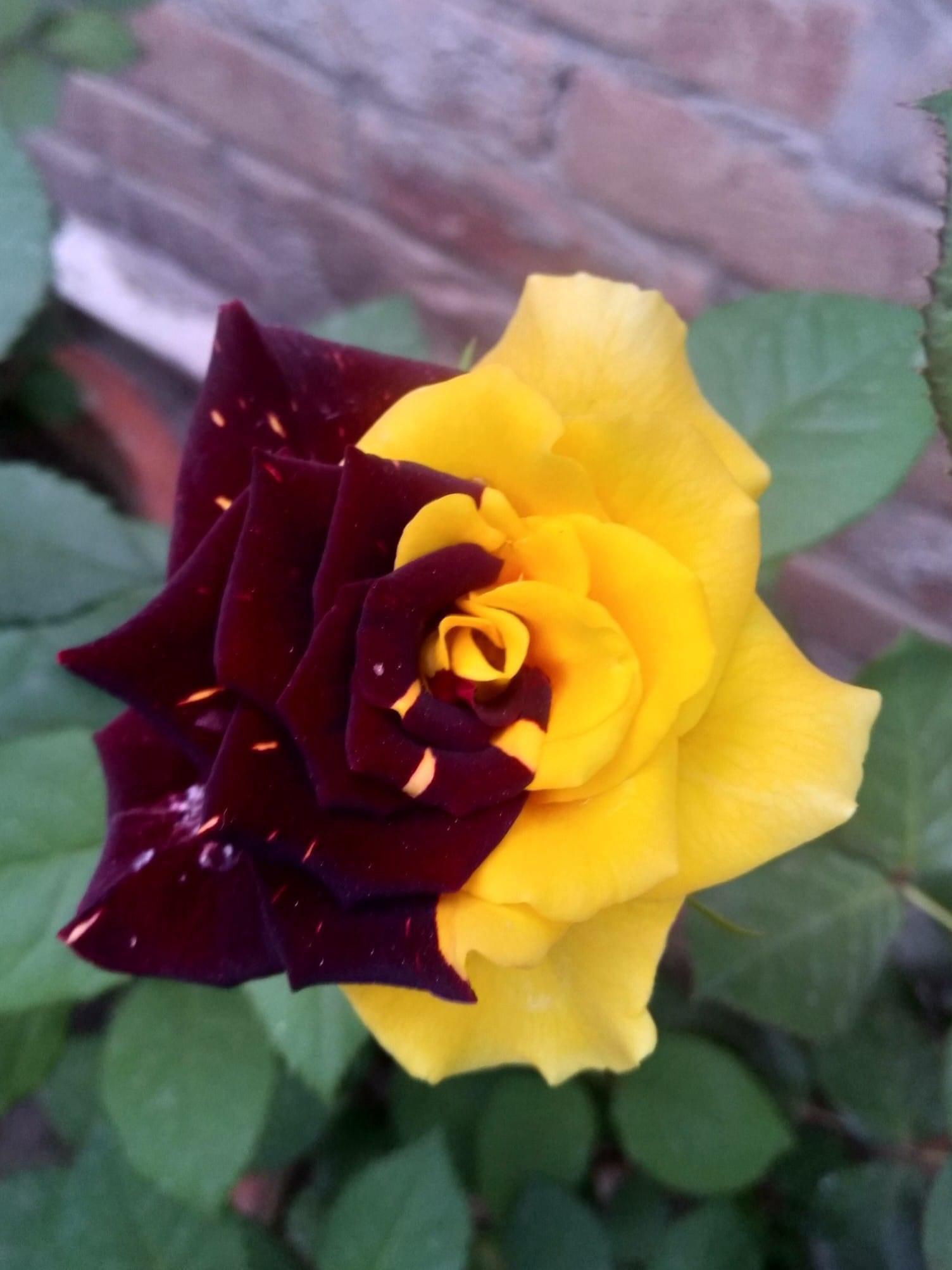my rare tiger rose: old roots, new blooms