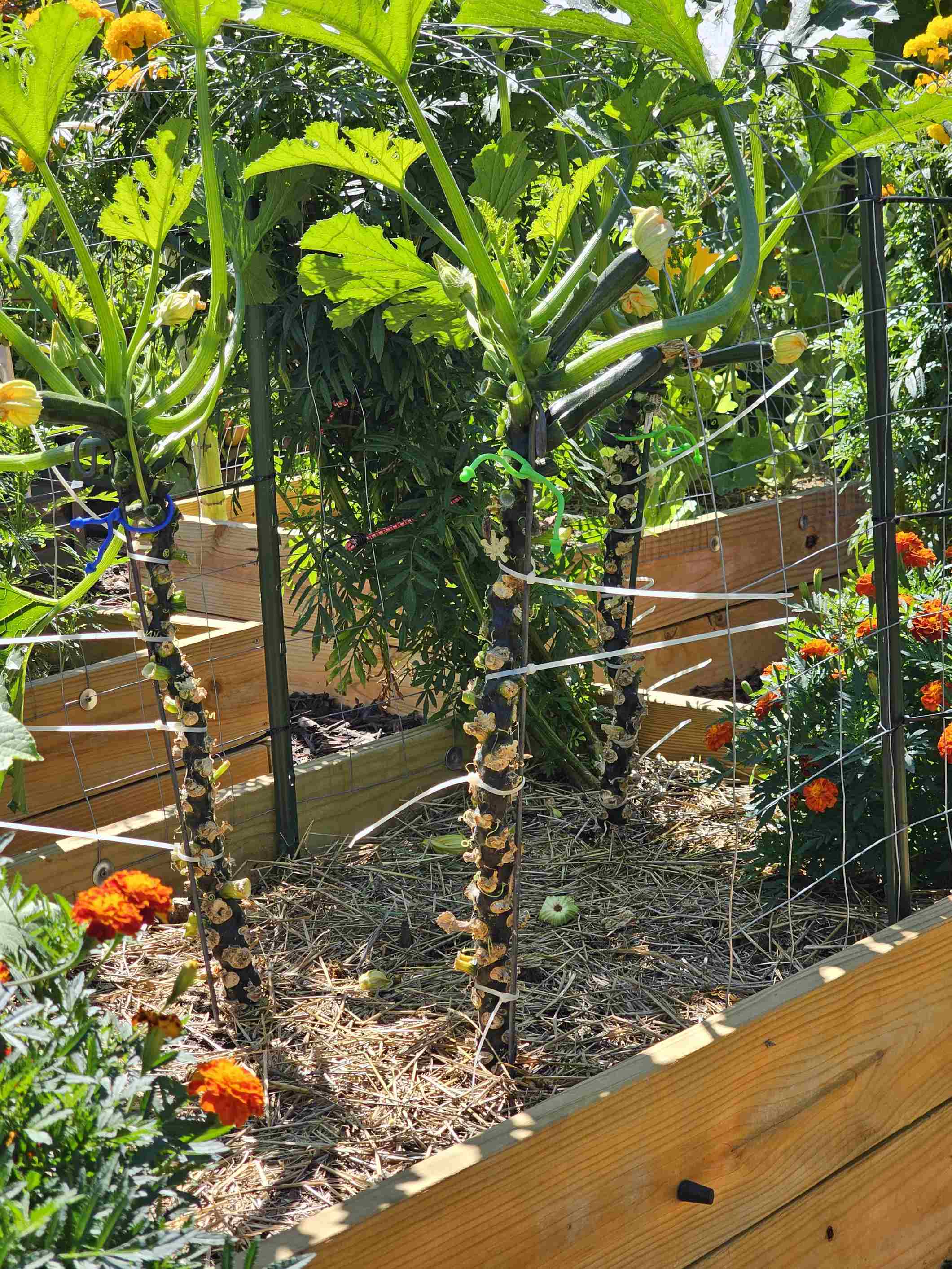 growing zucchini: memories, change, and a neighborly debate