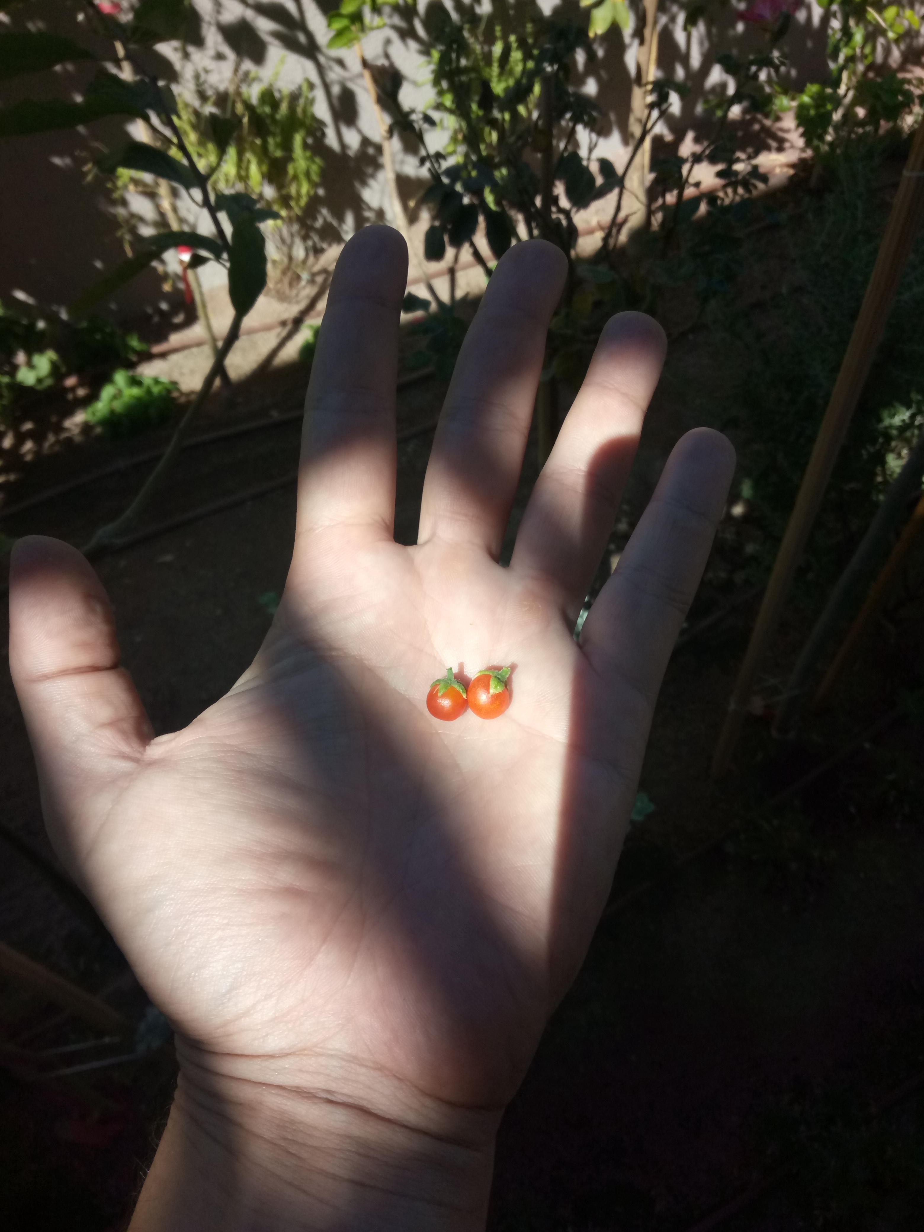 when too many tomatoes bring back old memories