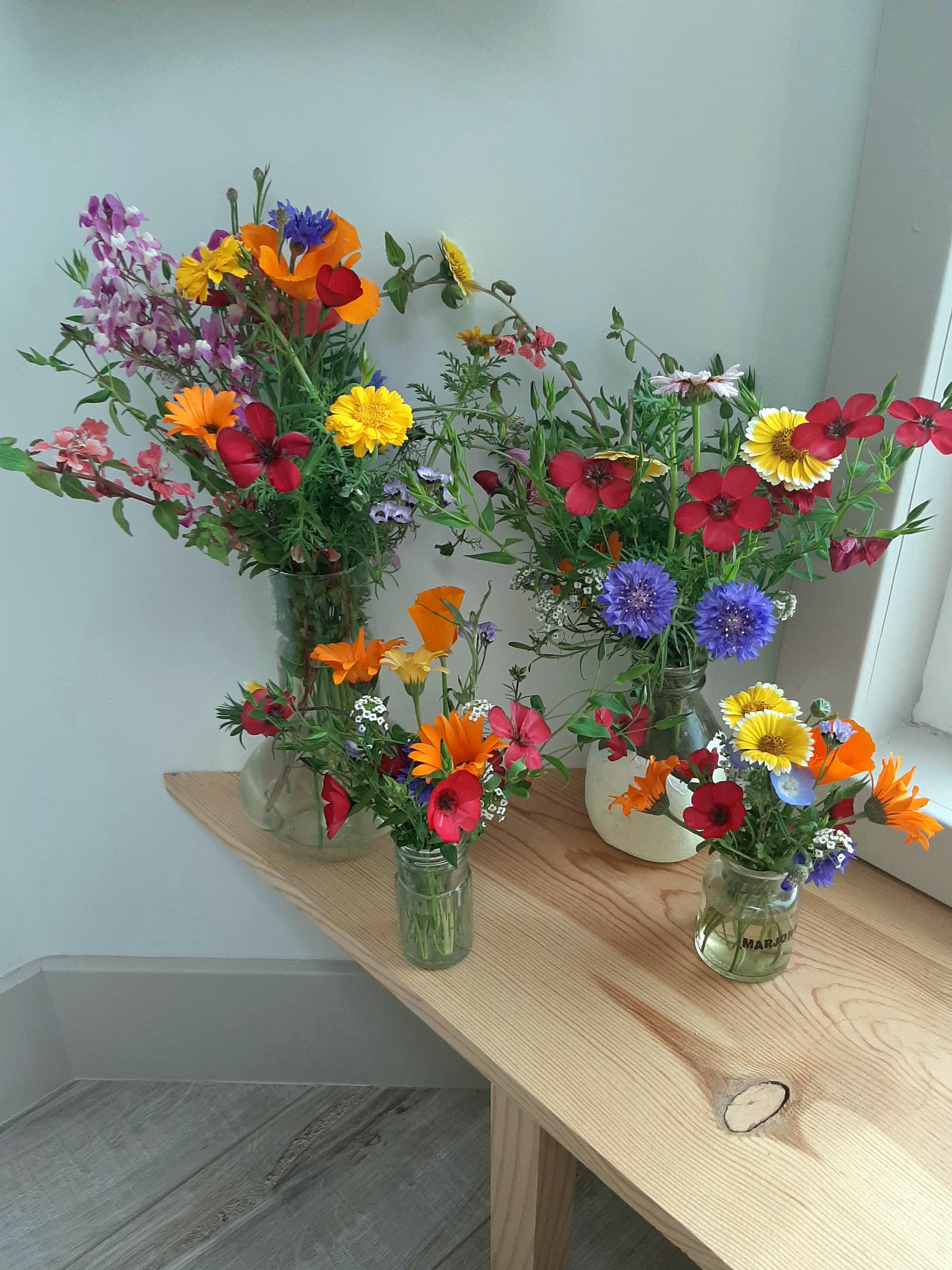 wildflowers: nostalgia or neighborhood nuisance?