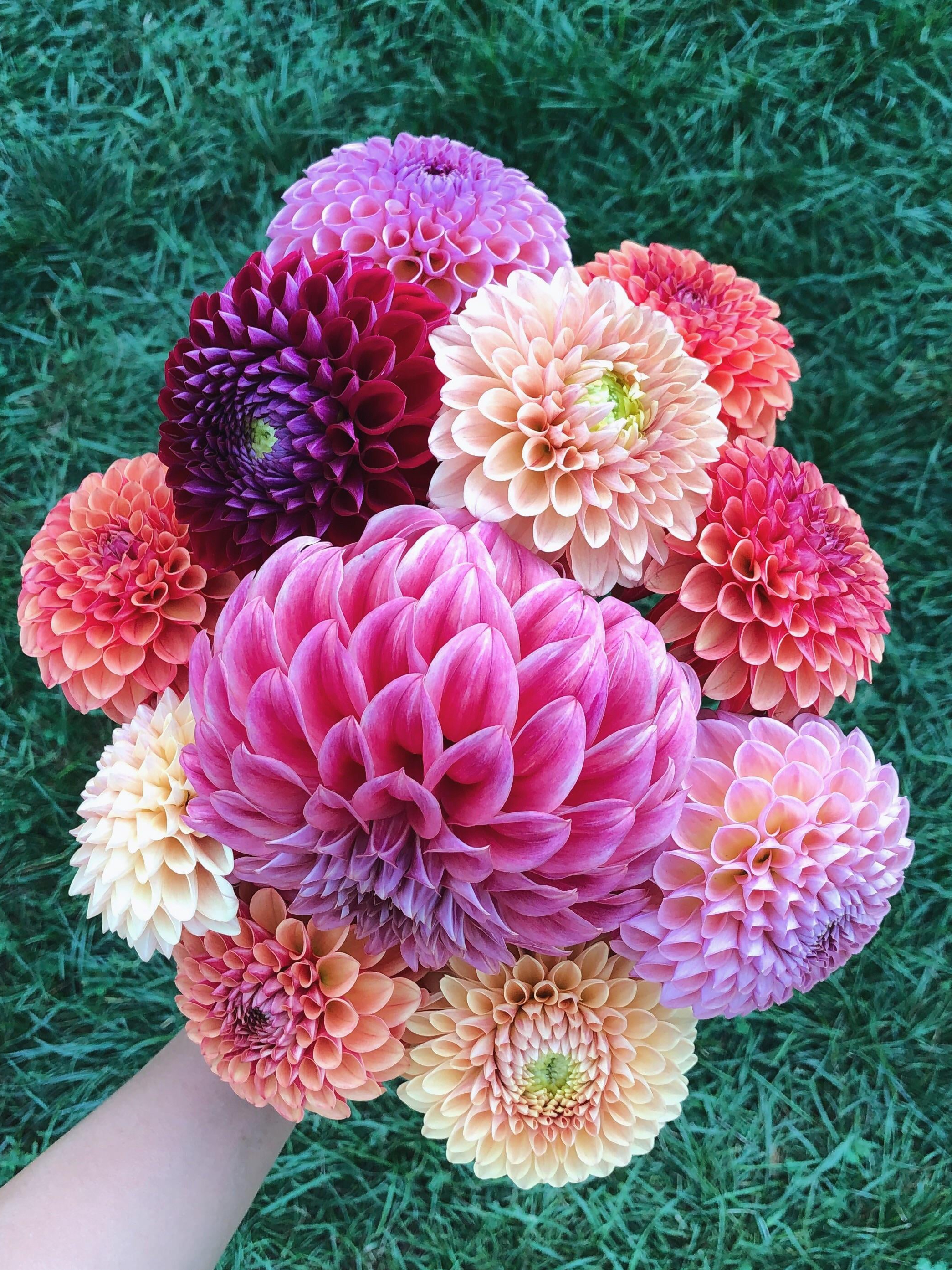 why do i keep talking to my flowers like they’re old friends?