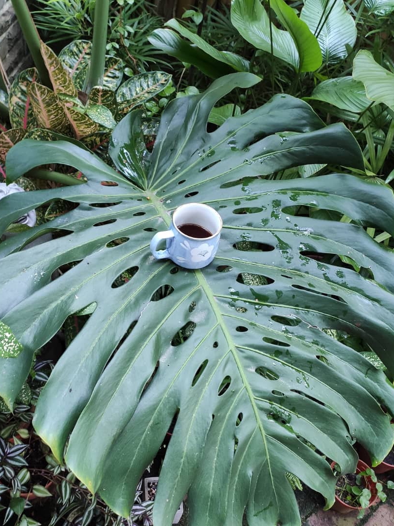 how did my dad’s monstera leaf get big enough to hold coffee?