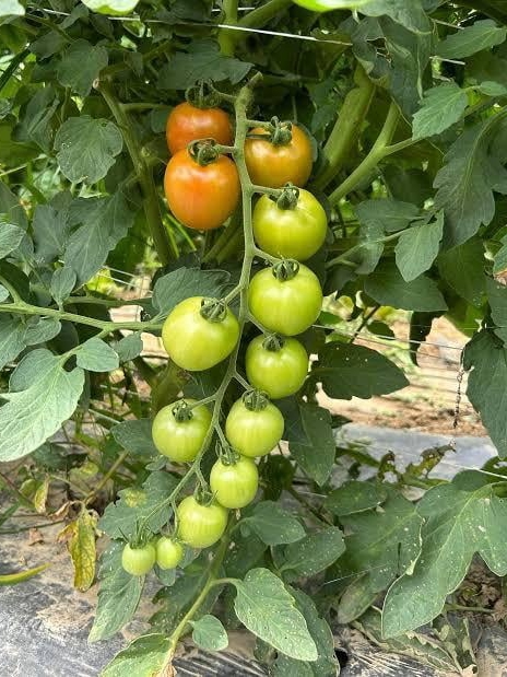 how did i turn my tiny balcony into a tomato jungle this summer?