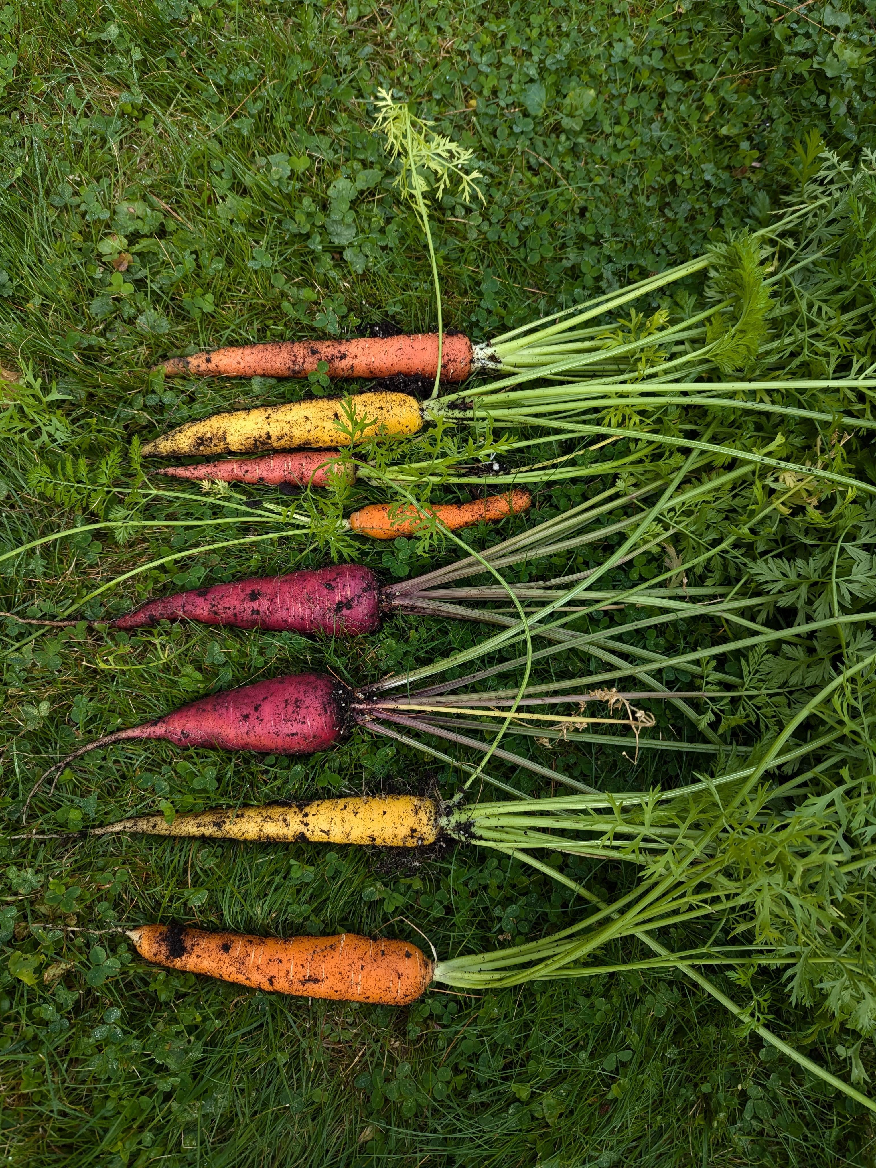 did i just pull the crunchiest carrots and radishes ever?
