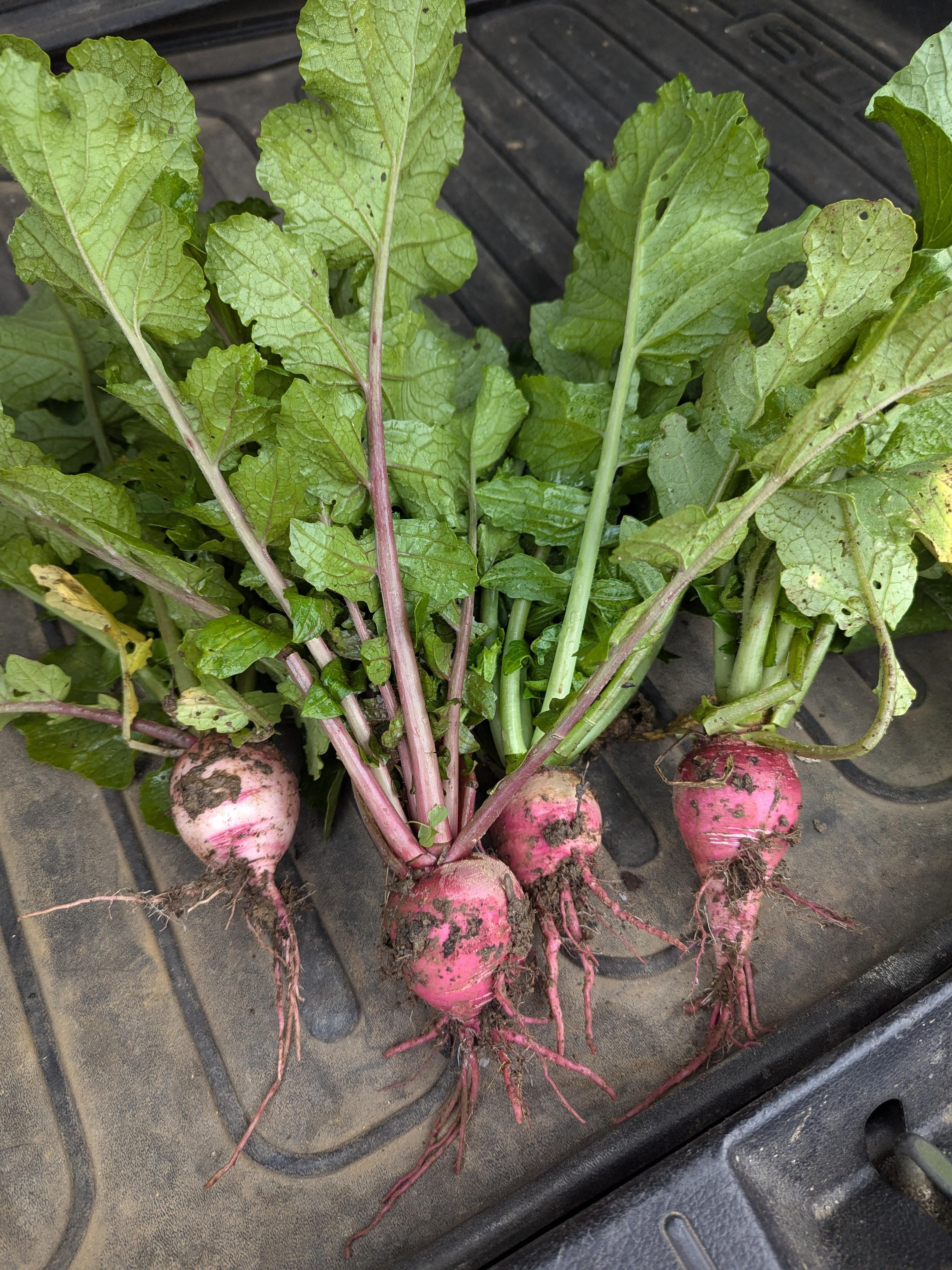 did i just pull the crunchiest carrots and radishes ever?