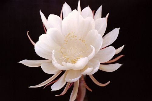 can you believe my mom’s rare flower finally bloomed at midnight?