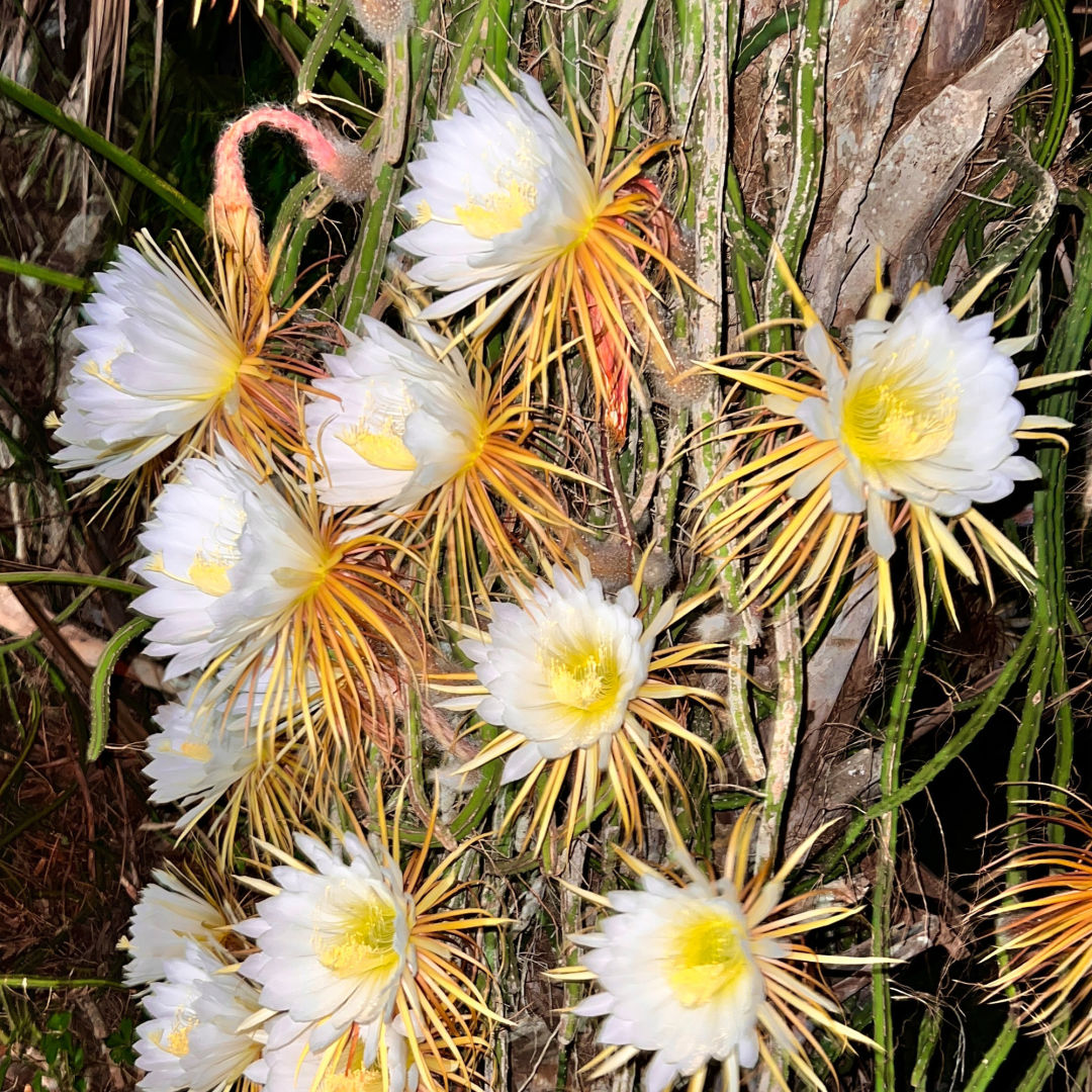 did i really give up sleep just to see my cactus bloom at 3am?