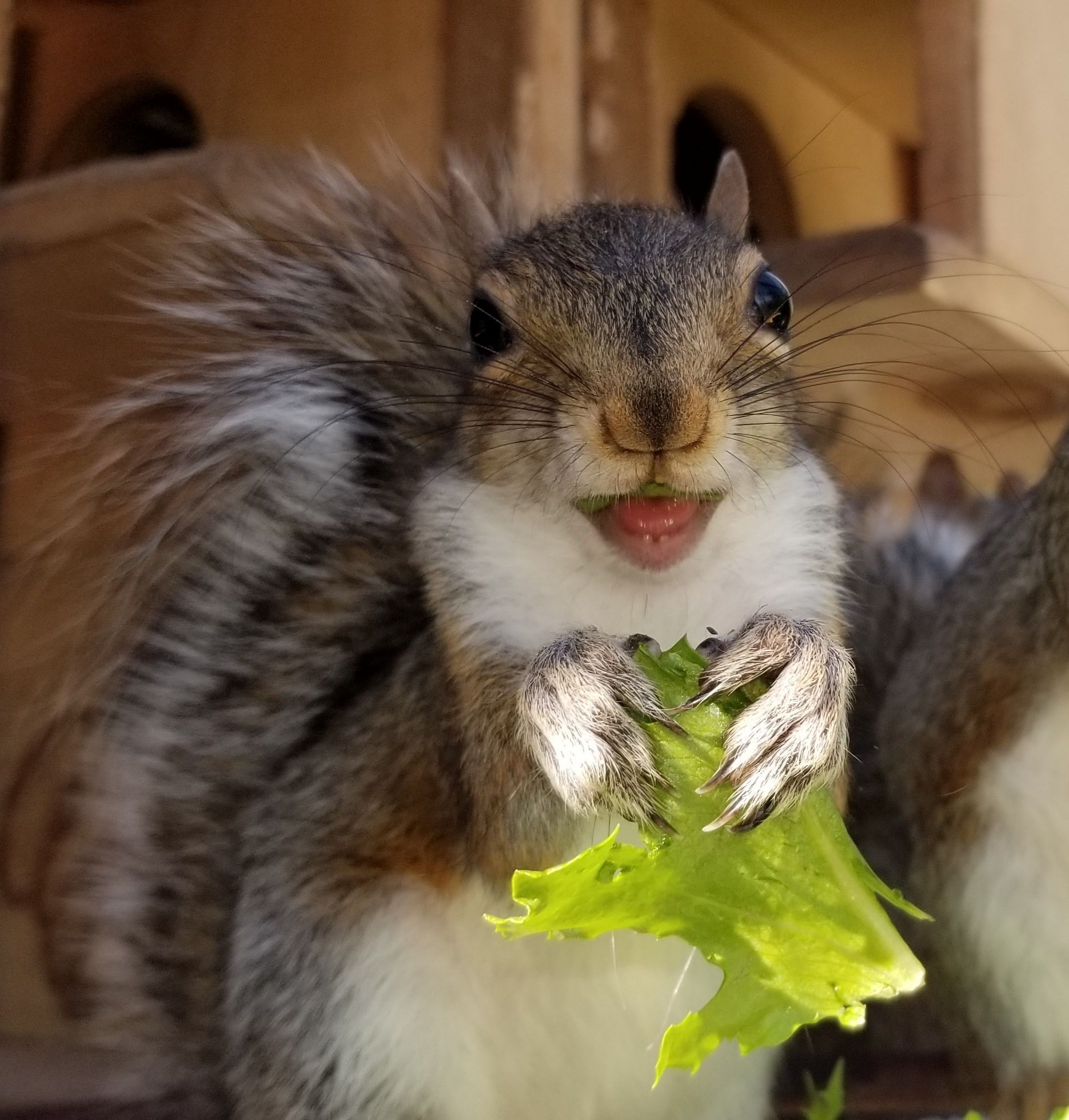 who keeps stealing my lettuce leaves every morning—could it be a squirrel?