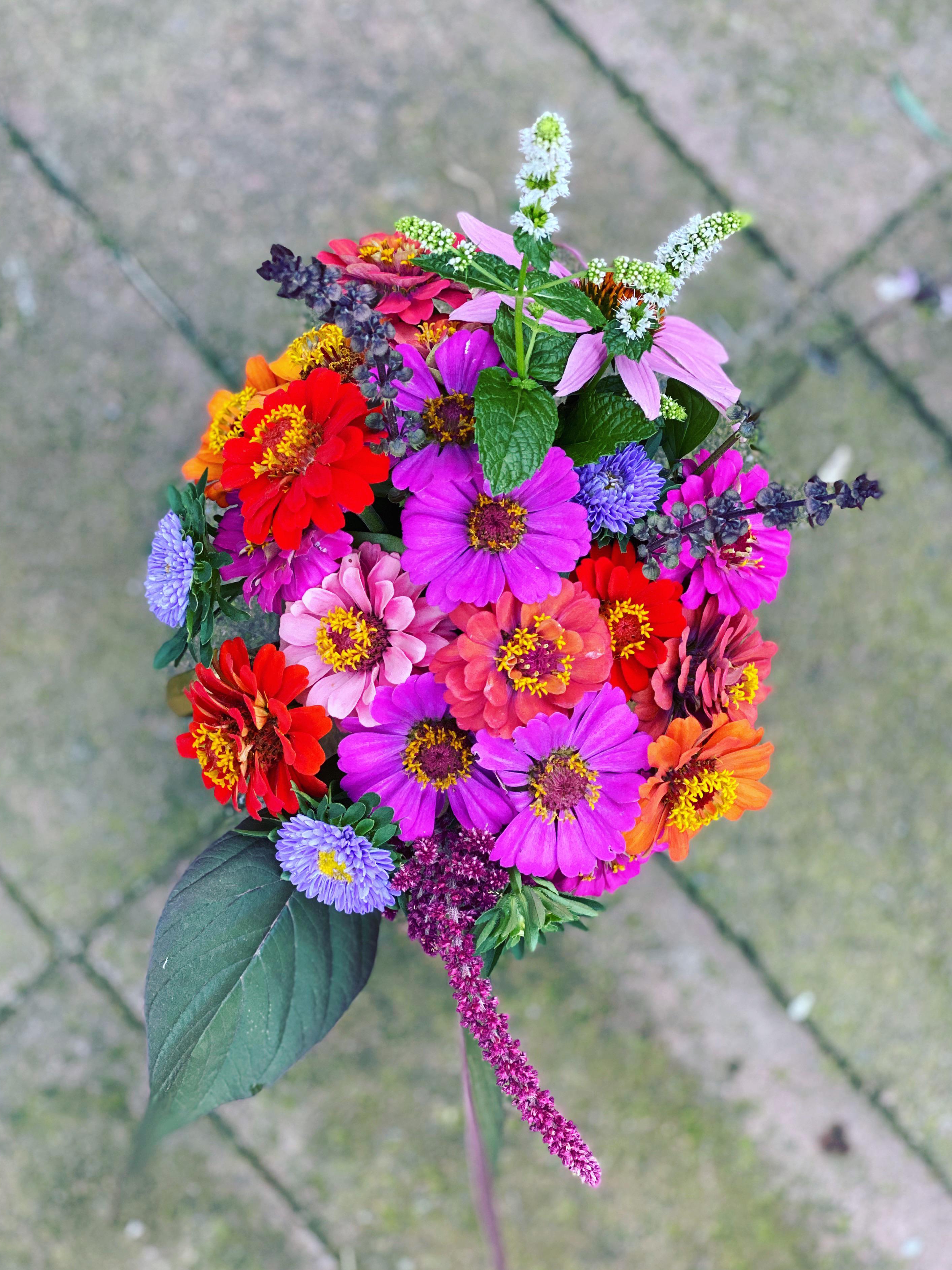 how did i end up with a rainbow bouquet from just a handful of seeds?