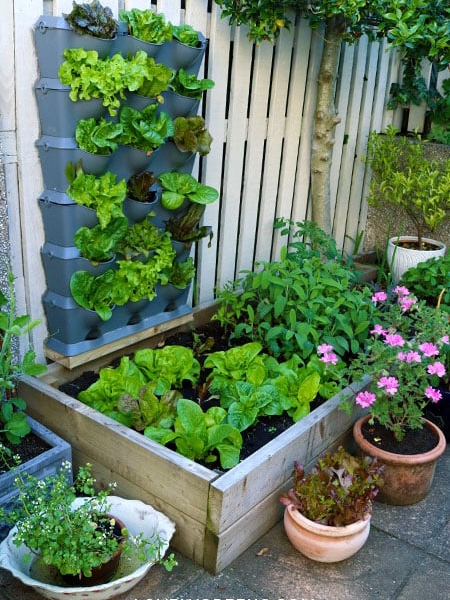 how did i turn my tiny patio into a veggie jungle with zero skills?