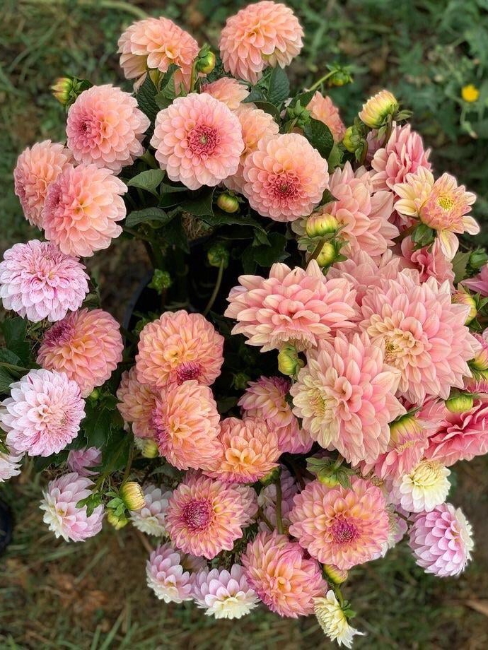 why do dahlias make my backyard feel like a secret paradise?