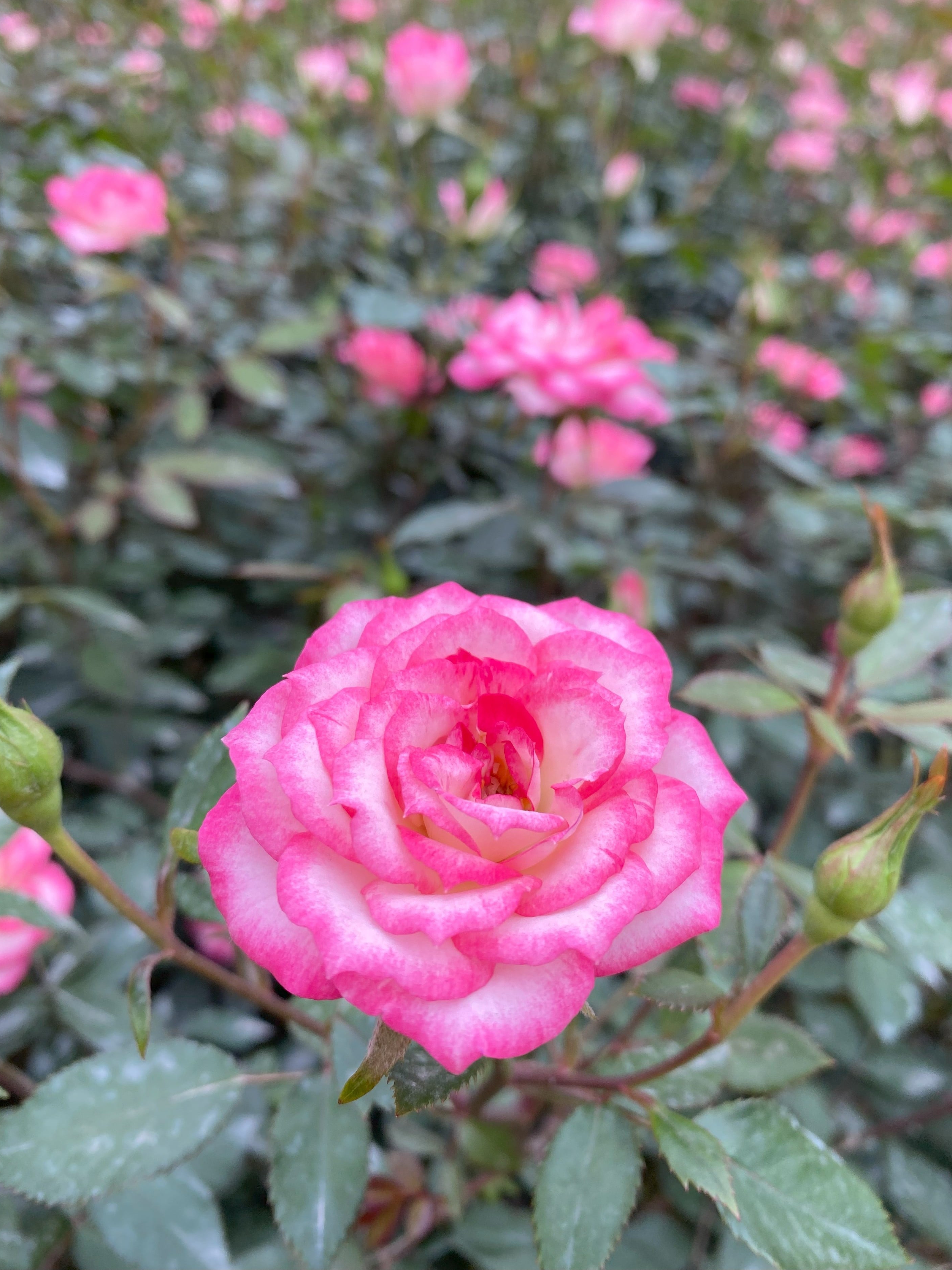 how did my friend’s backyard roses turn into a total color explosion?